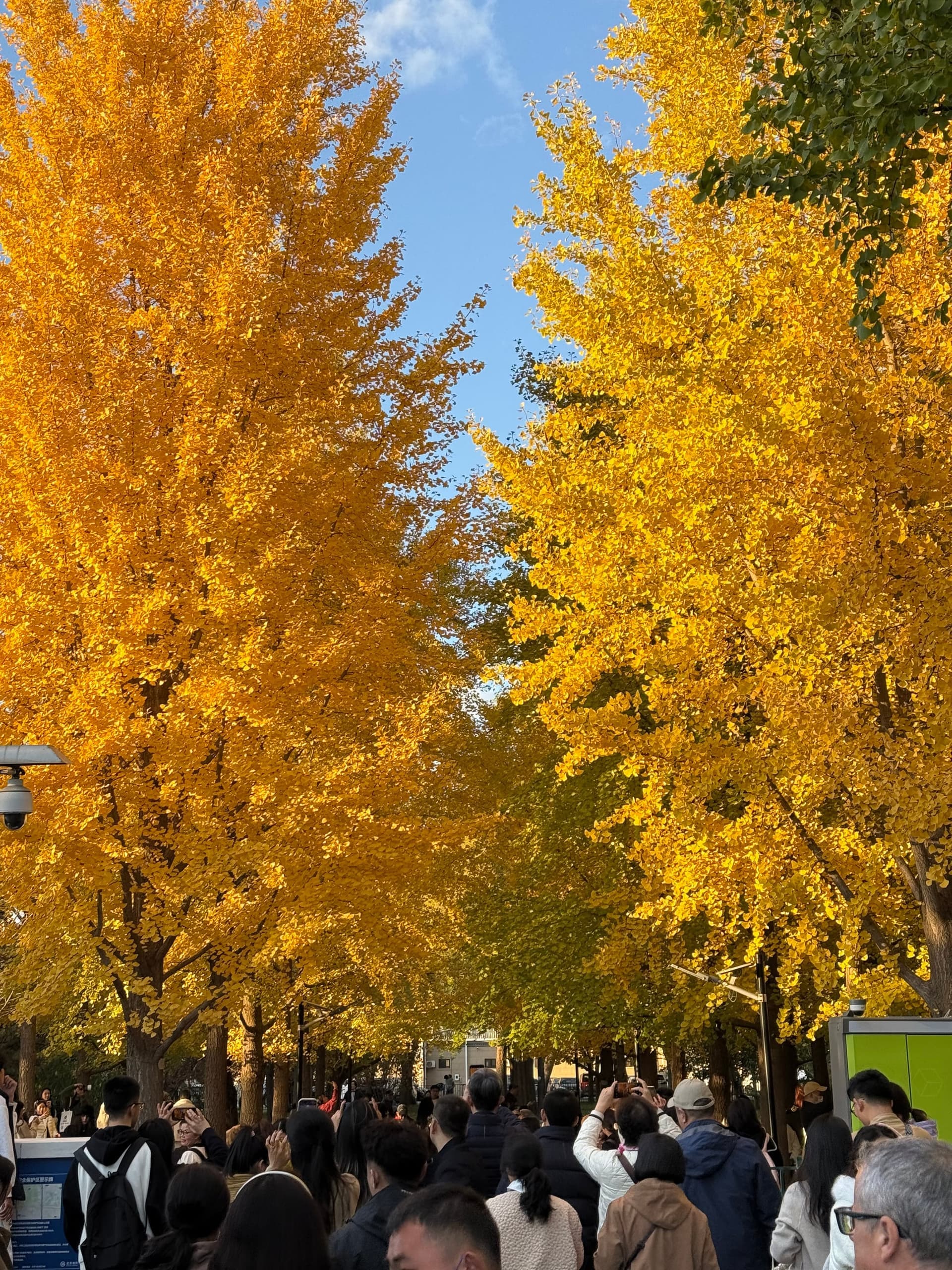 Allée de ginkgos aux feuilles jaunes éclatantes en pleine saison d'automne à Pékin, foule de promeneurs en lumière dorée du soir, ciel bleu