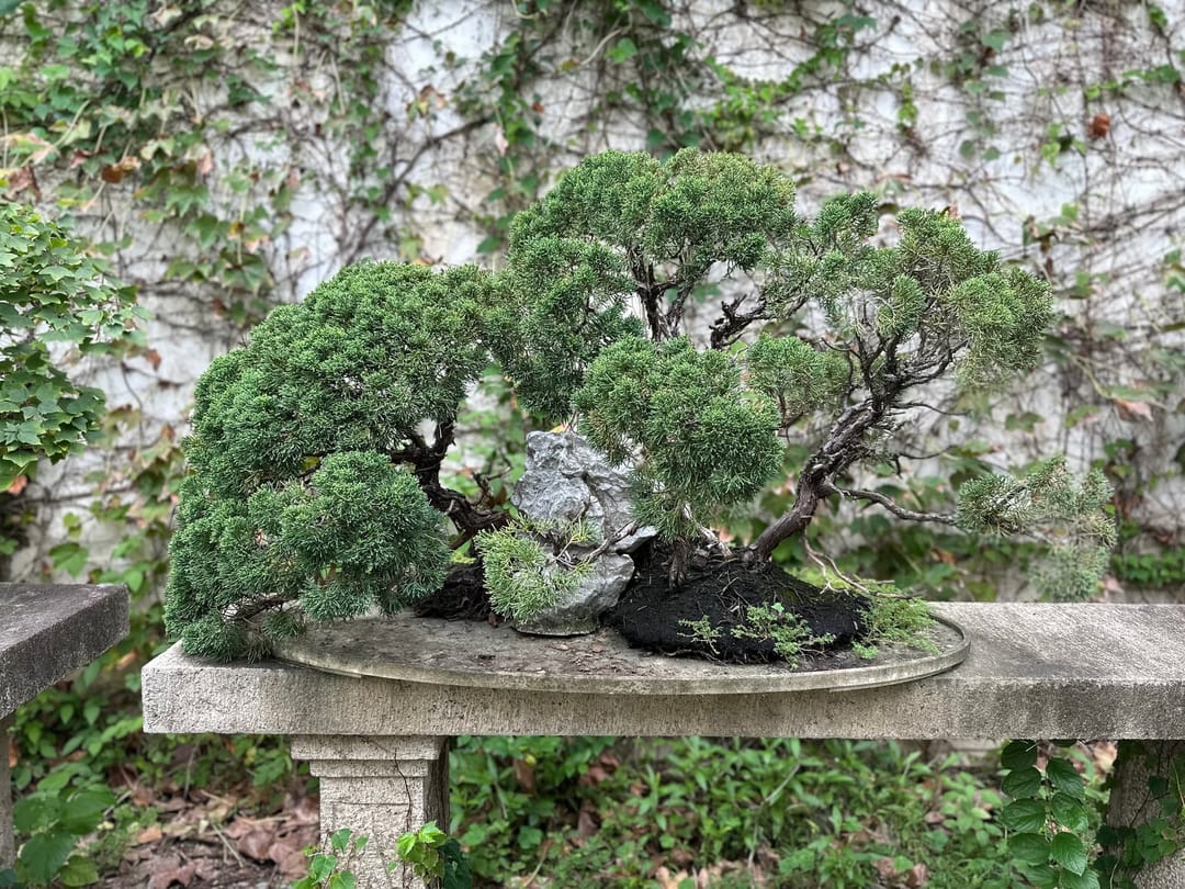 Composition de penjing dans un jardin de Suzhou : un conifère aux branches étalées et au tronc noueux, planté avec un rocher gris dans une coupe de pierre peu profonde posée sur un banc, devant un mur blanc couvert de lierre